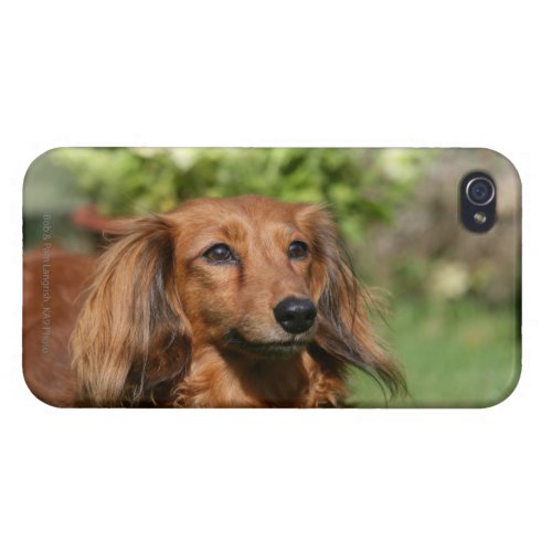 Red Long_haired Miniature Dachshund Case For iPhone 4