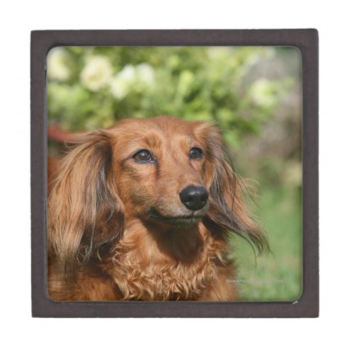 Red Long_haired Miniature Dachshund Jewelry Box