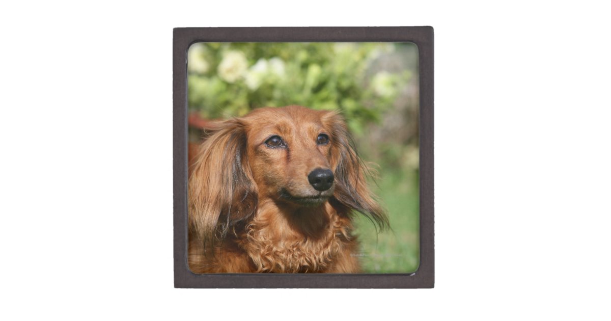 Red Long Haired Miniature Dachshund Jewelry Box Zazzle Com