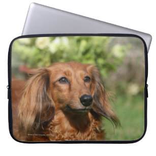 Long Hair Dachshund Electronics Tech Accessories Zazzle
