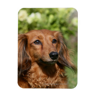 Haired Dachshund Refrigerator Magnets Zazzle