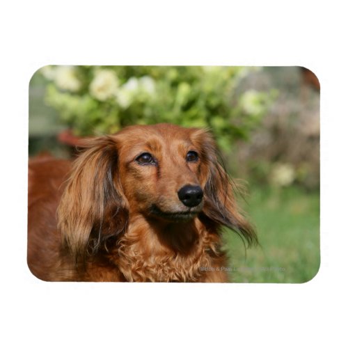 Red Long_haired Miniature Dachshund Magnet