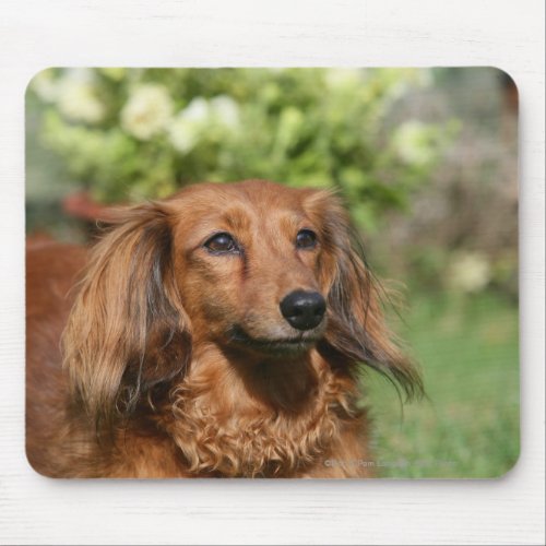 Red Long_haired Miniature Dachshund Mouse Pad