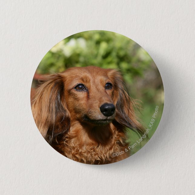 Red Long-haired Miniature Dachshund Pinback Button (Front)