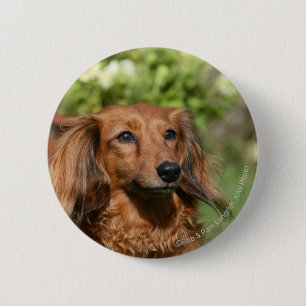 Red Long-haired Miniature Dachshund Pinback Button