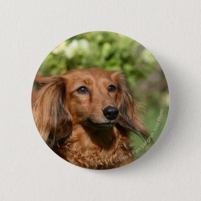 Red Long Haired Miniature Dachshund Classic Round Sticker Zazzle Com
