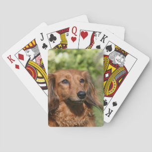 Red Long-haired Miniature Dachshund Poker Cards