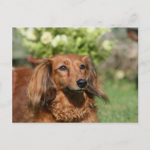 Red Long_haired Miniature Dachshund Postcard