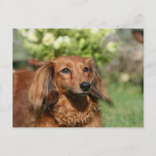 Red Long-haired Miniature Dachshund Postcard