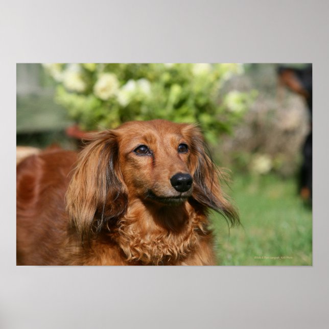 Red Long-haired Miniature Dachshund Poster (Front)
