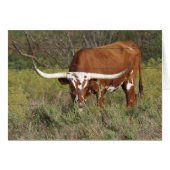 Red Longhorn Beauty Card (Front Horizontal)