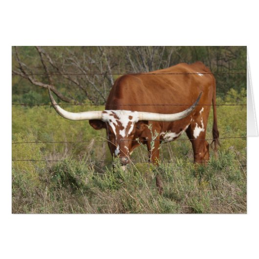 Red Longhorn Beauty Card (Front Horizontal)