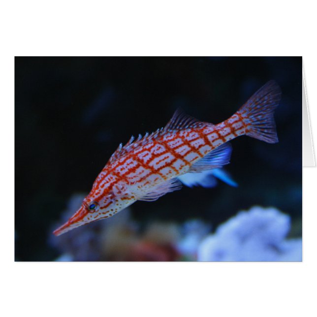Red Longnose Hawkfish Cards (Front Horizontal)