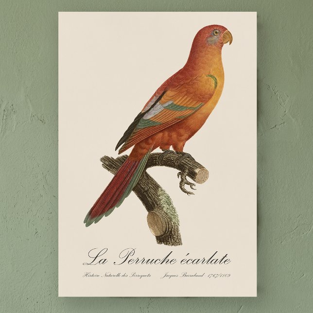 Red Lory or Eos Bornea, Trichoglossus borneus Poster (Red Lory or Eos Bornea, Trichoglossus borneus. Poster)