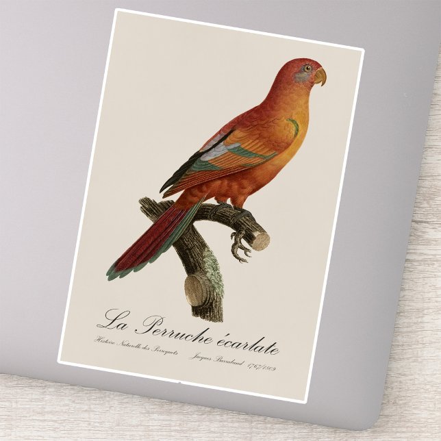 Red Lory or Eos Bornea, Trichoglossus borneus Sticker (Red Lory or Eos Bornea, Trichoglossus borneus. Sticker)