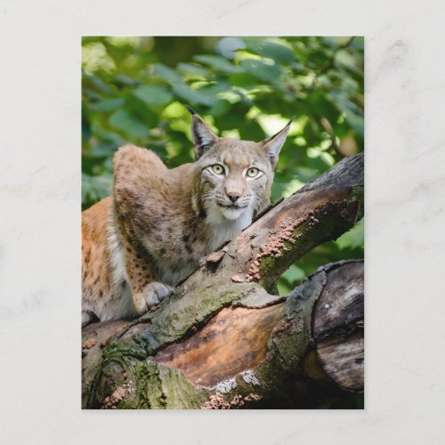 Red Lynx In Jungle  Postcard