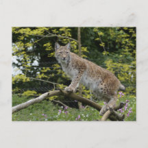 Red Lynx On A Tree Branch