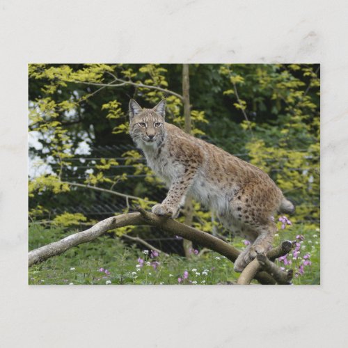 Red Lynx On A Tree Branch Postcard
