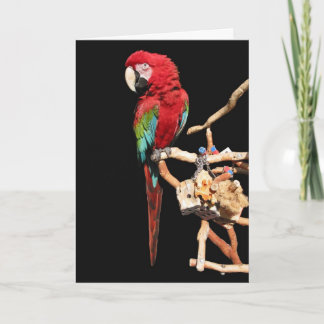 Red Macaw Card for Any Occasion