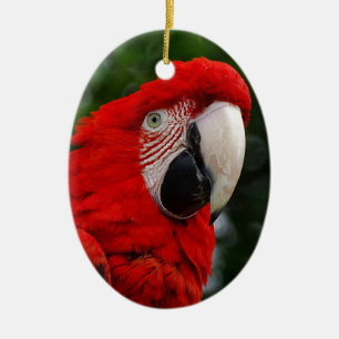Red Macaw Ceramic Ornament