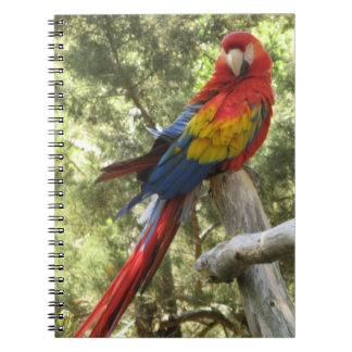 Red Macaw Parrot Bird Colorful Tropical Notebook