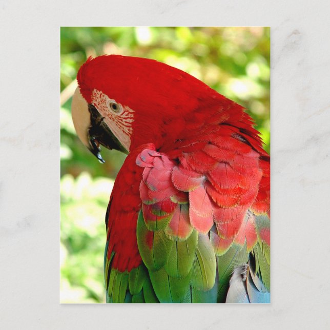 Red Macaw Parrot Postcard 2 (Front)