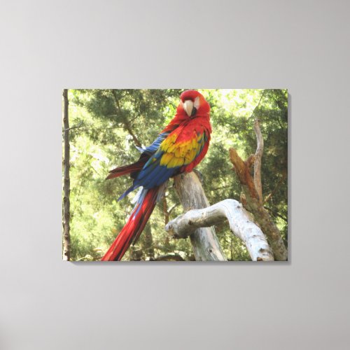 Red Macaw Parrot Wrapped Canvas