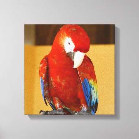 Red Macaw Tropical Parrot In Mexico Canvas Print