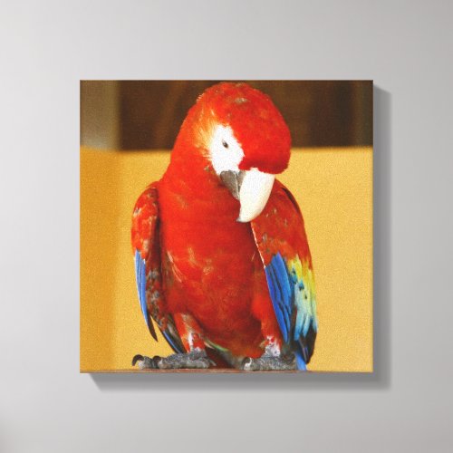 Red Macaw Tropical Parrot in Mexico Canvas Print