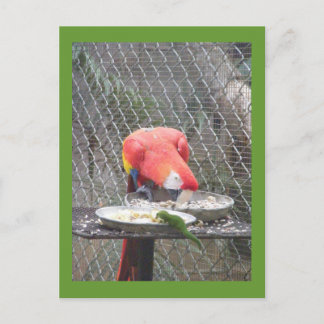 Red Macaw with gecko Postcard