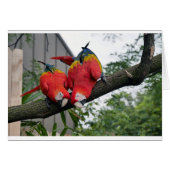Red Macaws 1.JPG (Front Horizontal)