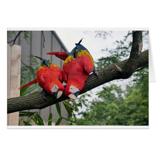 Red Macaws 1.JPG Cards (Front Horizontal)