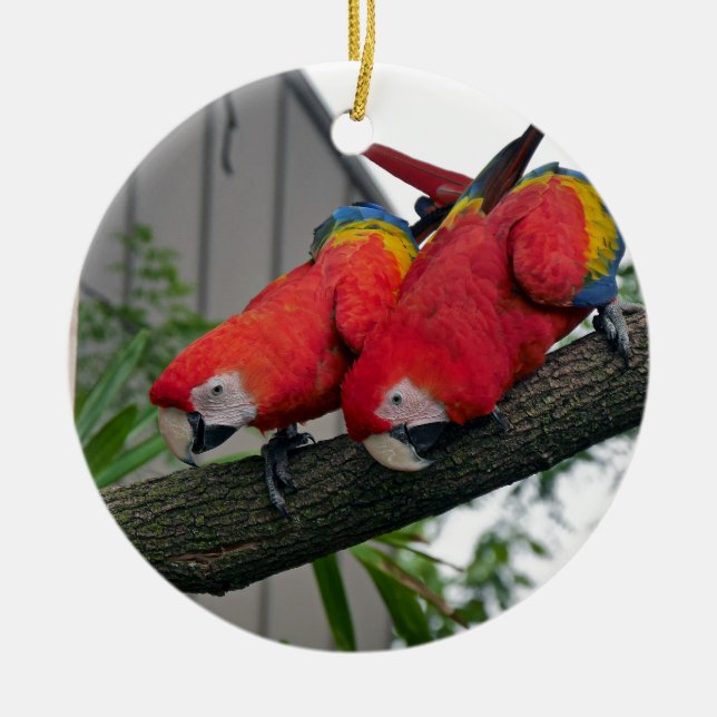 Red Macaws 2.JPG Ceramic Ornament (Front)