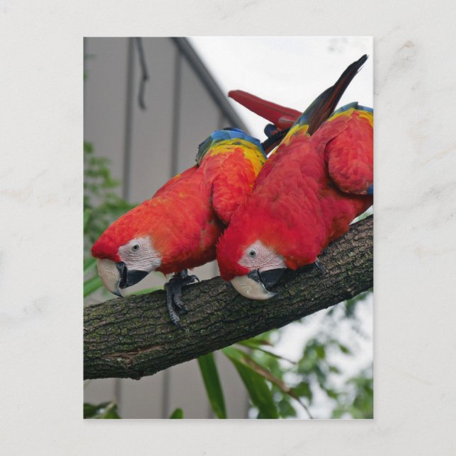 Red Macaws 2.JPG Postcard (Front)