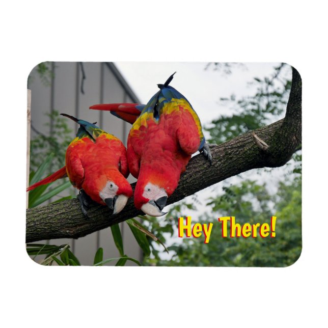 Red Macaws Magnet (Horizontal)