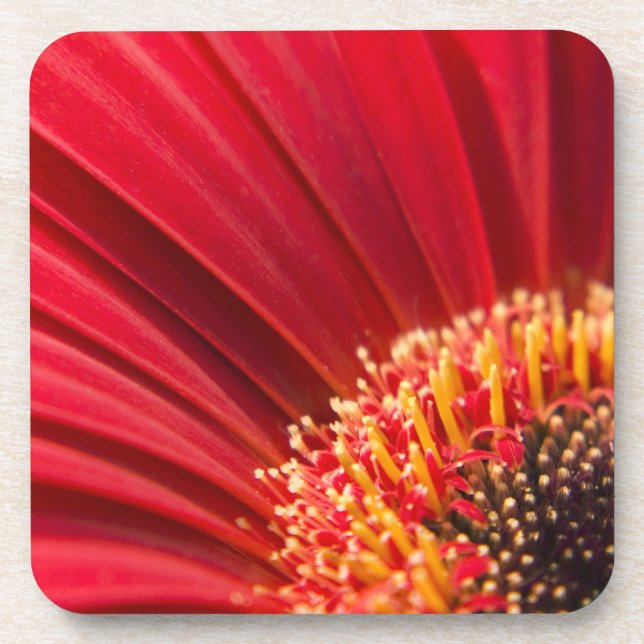 Red Macro Gerbera Daisy Flower Drink Coaster (Front)