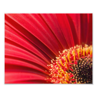 Red Macro Gerbera Daisy Flower Photo Print