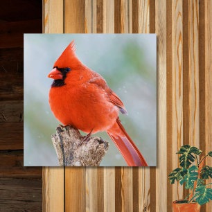 Red Male Cardinal Bird in Snow Wood Wall Art