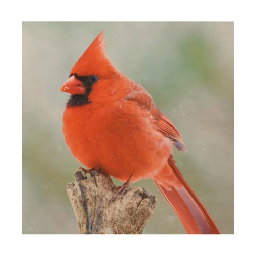 Red Male Cardinal Bird in Snow Wood Wall Art
