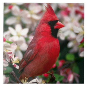 Red Male Cardinal Ceramic Tile