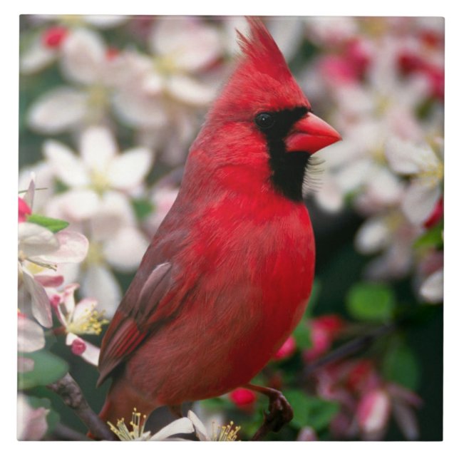 Red Male Cardinal Ceramic Tile (Front)