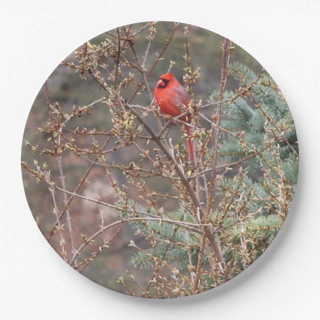 Red Male Cardinal on Forsythia Hedge Paper Plates (Front)