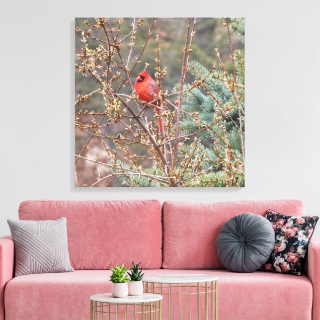 Red Male Cardinal Perched on Hedges Canvas (Insitu(LivingRoom))