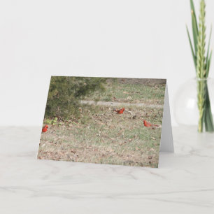 Red Male Cardinals On Ground Card