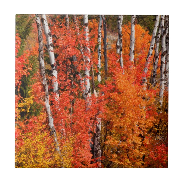 Red Maple (Acer Rubra) And Aspens Ceramic Tile (Front)