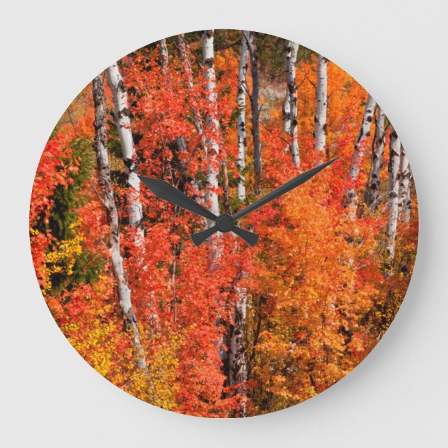Red Maple (Acer Rubra) And Aspens Large Clock (Front)