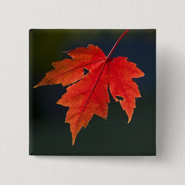 Red Maple Acer rubrum) red leaf in autumn, Button (Front)
