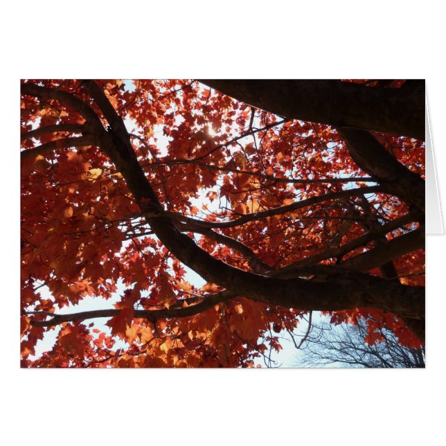 Red Maple Branches Autumn Colors Cards (Front Horizontal)