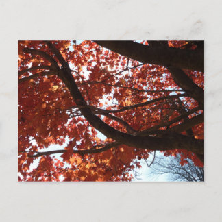 Red Maple Branches Autumn Colors Postcard