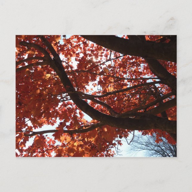 Red Maple Branches Autumn Colors Postcard (Front)